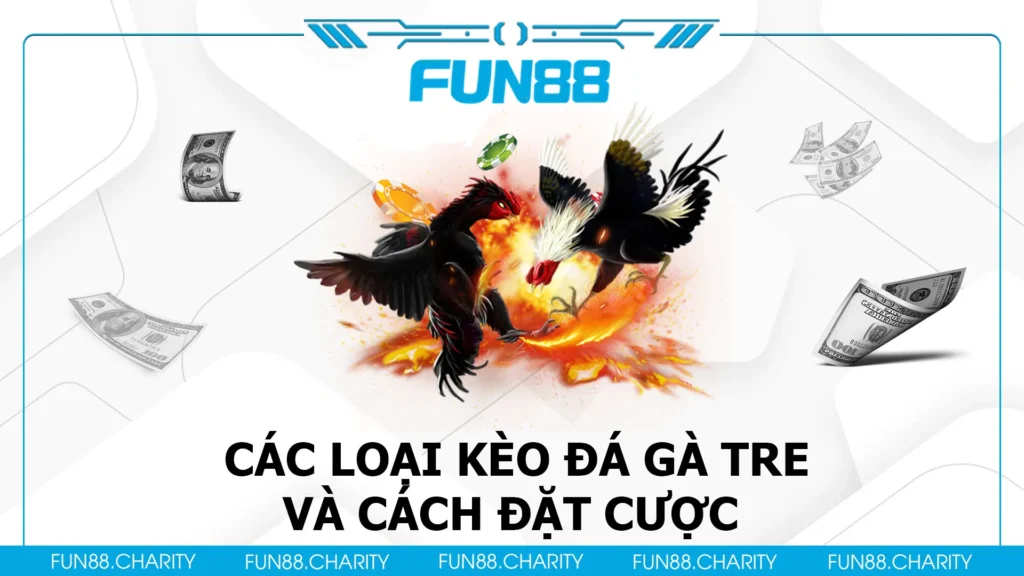 đá gà tre fun88 02